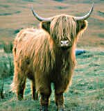 Highland Cattle - 7k.