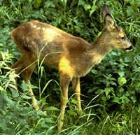 Fawn on Leny Estate - 12k.